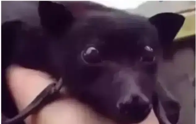 They say he's got a good black puppy