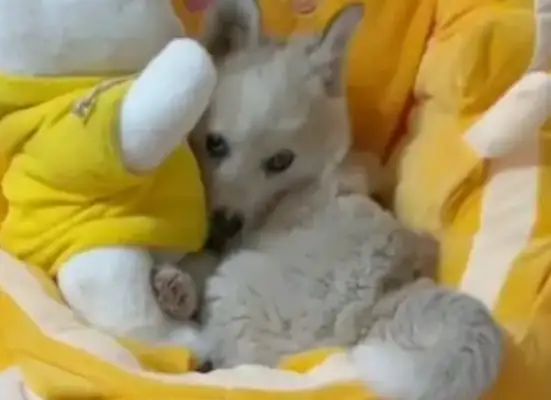 There's a dog on fire with a toy bear