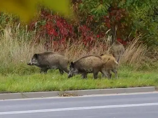 Wonder animals show up in the garden, their noses like pigs, their bodies like dogs