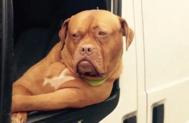 The mascot dog in the logistics car