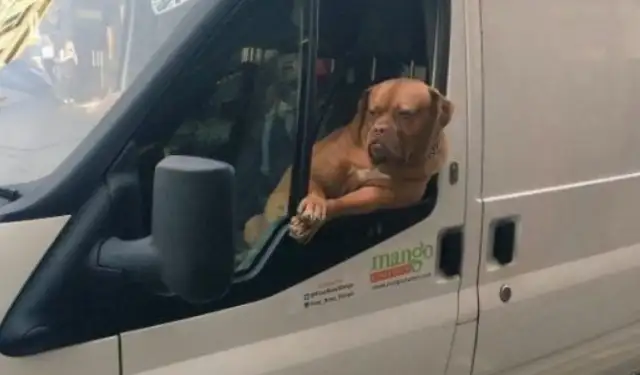 The mascot dog in the logistics car