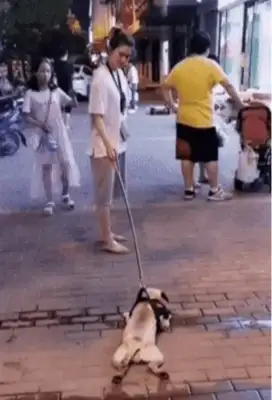 The dog wouldn't come home on the ground, the little sister fell off the rope and ran away, and then everyone laughed