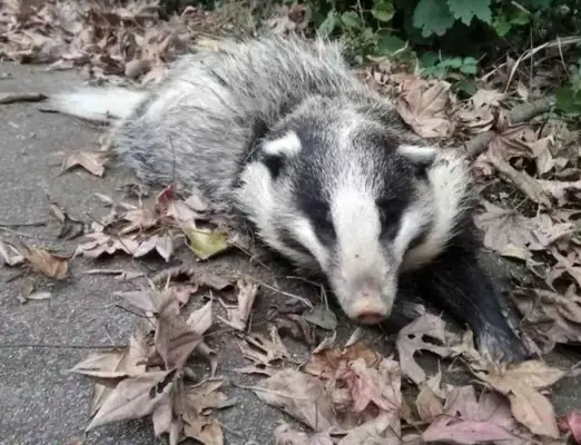 Wonder animals show up in the garden, their noses like pigs, their bodies like dogs