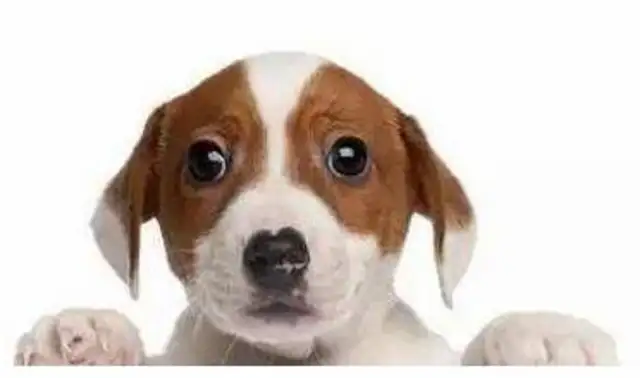 Some of the most expensive pet dogs start at the minimum