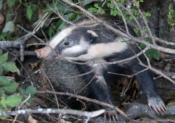 Wonder animals show up in the garden, their noses like pigs, their bodies like dogs