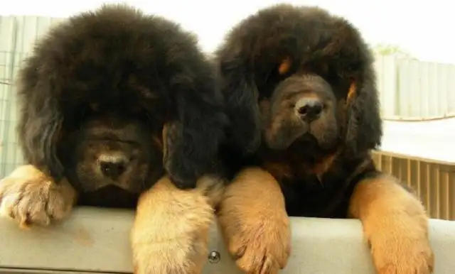 Some of the most expensive pet dogs start at the minimum