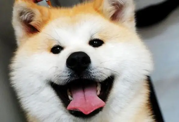 Some of the most expensive pet dogs start at the minimum