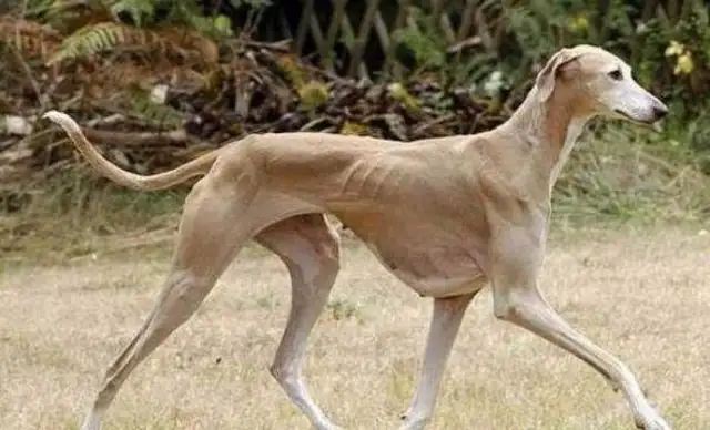 Some of the most expensive pet dogs start at the minimum