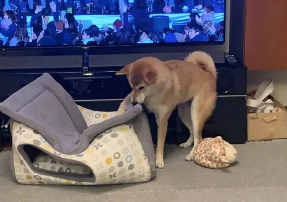 The master bought a new dog's nest, but he loves sleeping on top of it. Dog: Don't guess what I'm thinking
