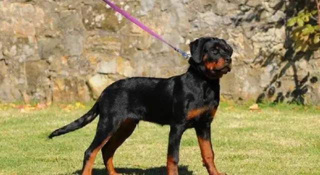 Some of the most expensive pet dogs start at the minimum