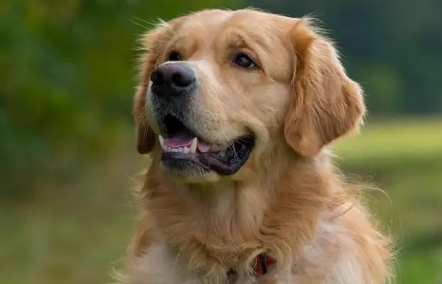 The golden fur dog got rid of the rope and bit the teddy dog