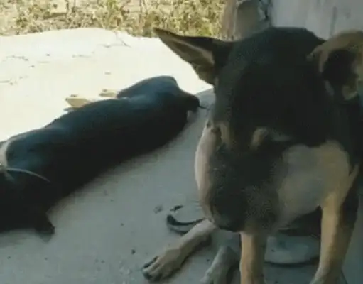 The dog came to her grandmother's house and went home to the corner of the wall. Drop