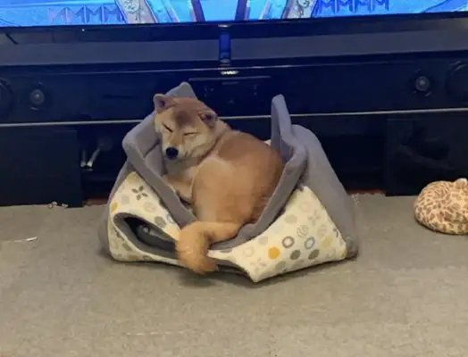 The master bought a new dog's nest, but he loves sleeping on top of it. Dog: Don't guess what I'm thinking