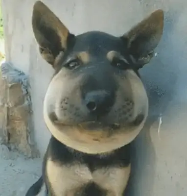 The dog came to her grandmother's house and went home to the corner of the wall. Drop