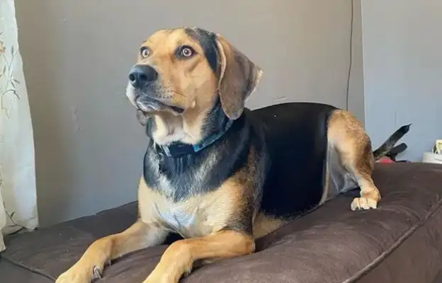 Dogs go crazy, "disruption" picture, and the end effect is unexpectedly sweet;
