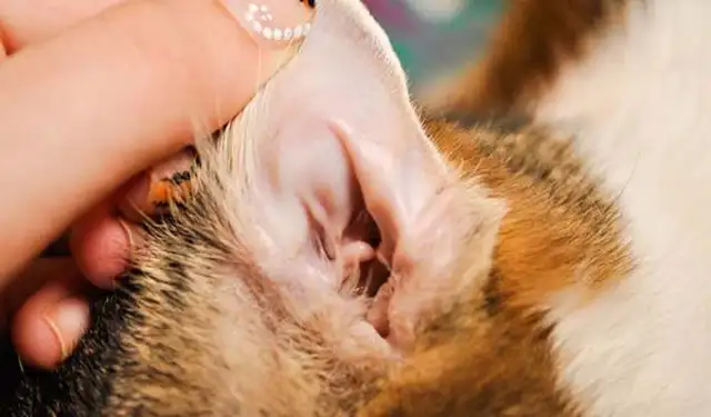 What's itch in the cat's ear