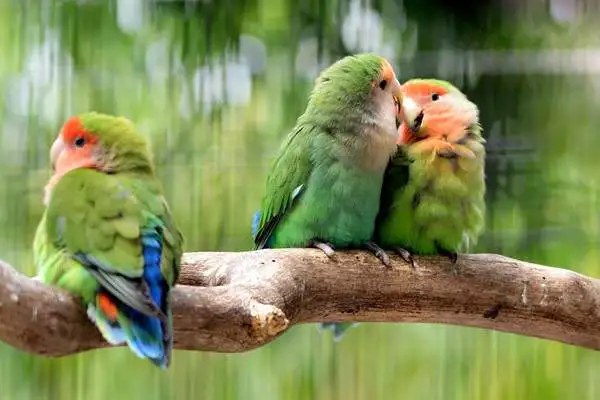 The macaws can breed for months