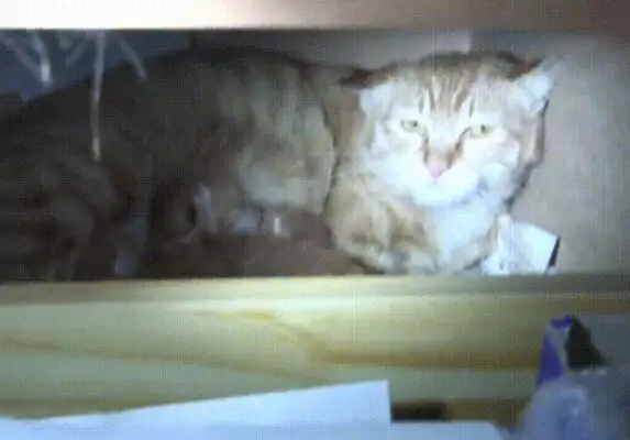 Mama Orange Sneaked into the company at night, ate snacks and gave birth to cats, and warmed the staff to find home for them