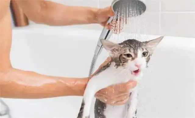 How often does a cat take a bath? What do you need to notice to help a cat take a bath