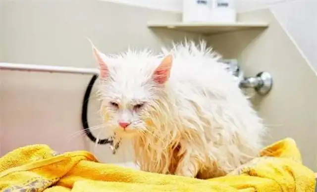 How often does a cat take a bath? What do you need to notice to help a cat take a bath