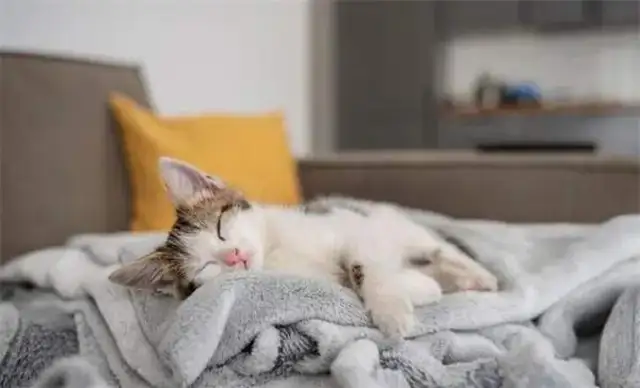 How often does a cat take a bath? What do you need to notice to help a cat take a bath