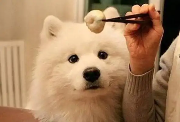 As soon as the master opens a bag of snacks, the dog comes out