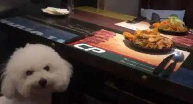 As soon as the master opens a bag of snacks, the dog comes out