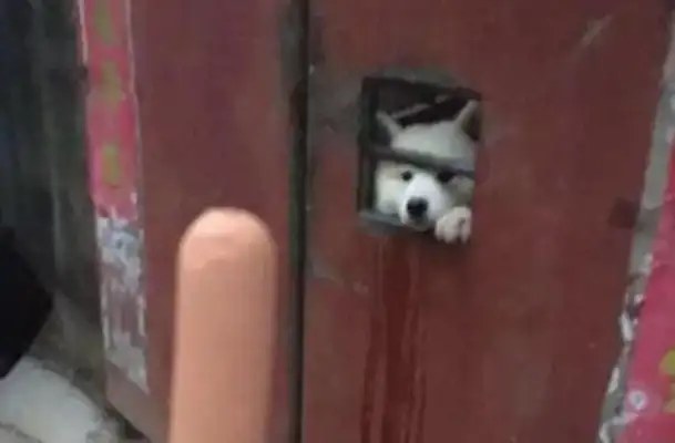 As soon as the master opens a bag of snacks, the dog comes out