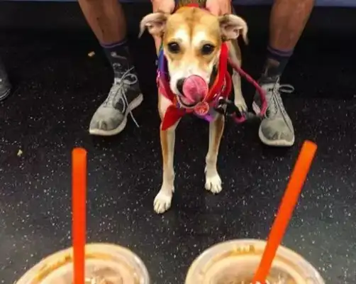 As soon as the master opens a bag of snacks, the dog comes out