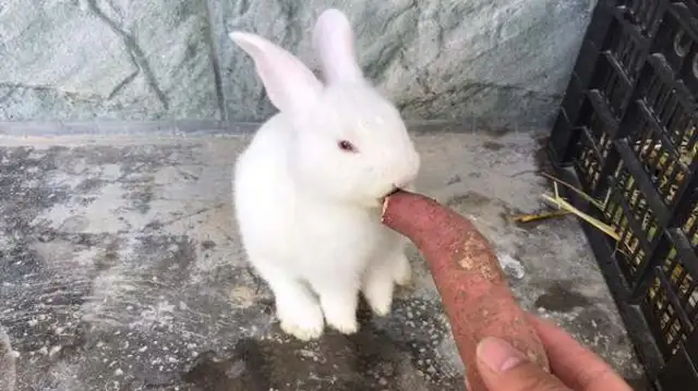 Do rabbits eat potatoes