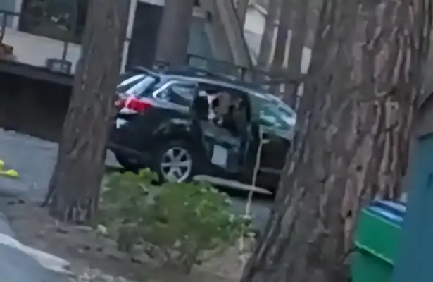 A foreign bear is attracted to snacks and trapped in a car