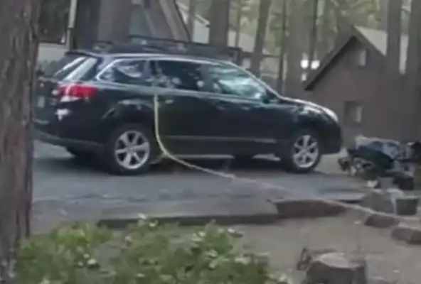 A foreign bear is attracted to snacks and trapped in a car