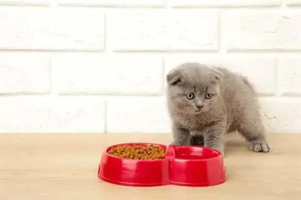 It's better to eat a little pussycat