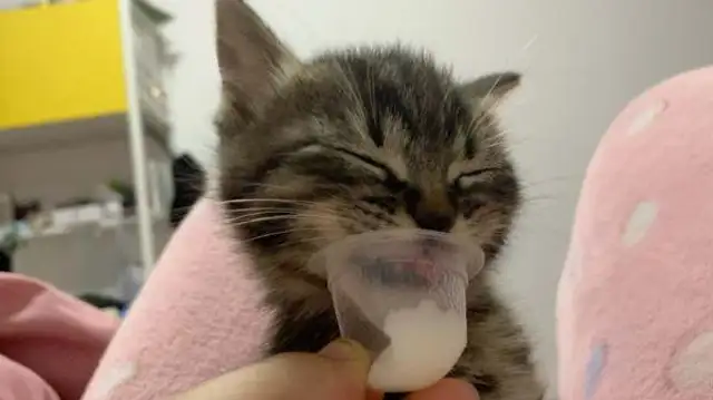 Can a cat eat jelly