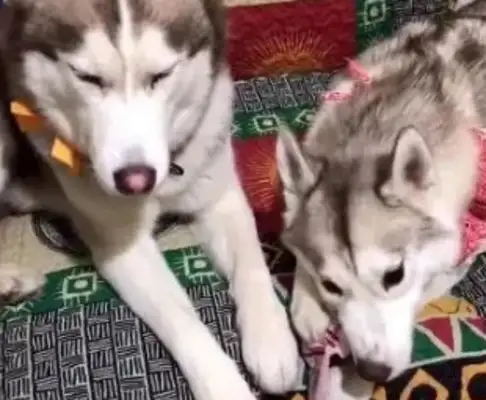 Husky's wife is pissed off for snacks, master: every day, no trouble. Hugh