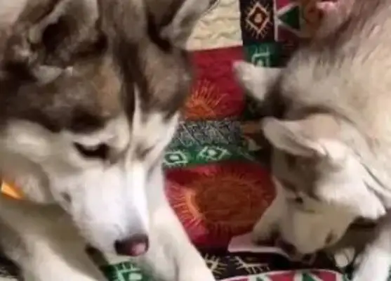Husky's wife is pissed off for snacks, master: every day, no trouble. Hugh