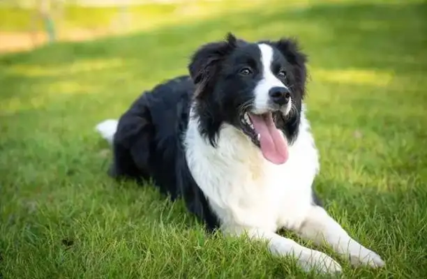Do you think your dog is smart enough