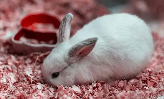 What's the reason the rabbit's shaking