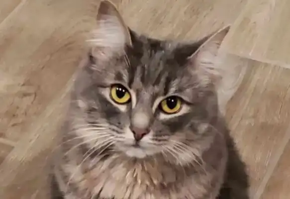 How did the snack cabinets work when they were locked up and cats could eat