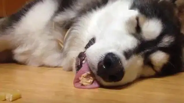 Haski sleeps on the floor. The owner puts the snack next to it