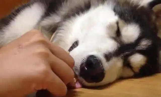 Haski sleeps on the floor. The owner puts the snack next to it