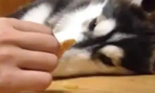Haski sleeps on the floor. The owner puts the snack next to it
