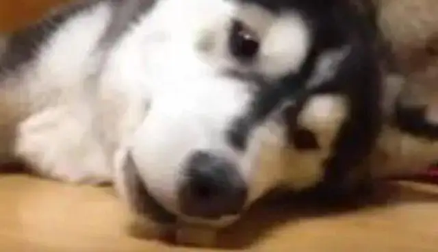 Haski sleeps on the floor. The owner puts the snack next to it