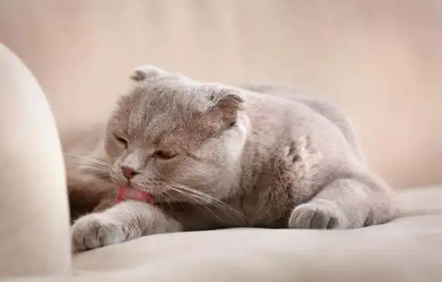 How do you wash cats