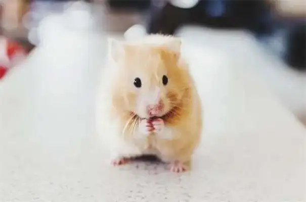 What's a hamster grinding his teeth with? What's best for hamsters to grind their teeth