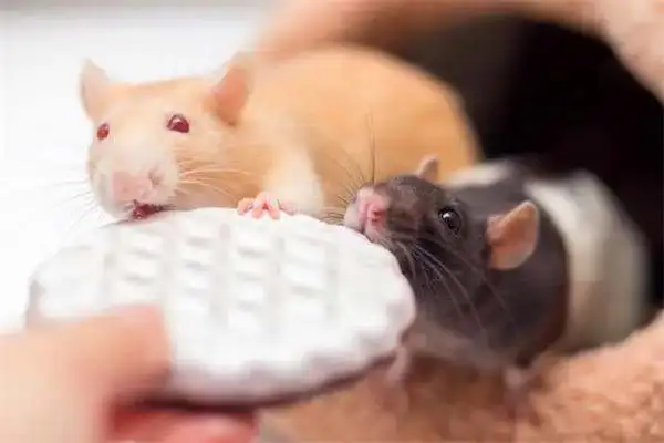 What's a hamster grinding his teeth with? What's best for hamsters to grind their teeth