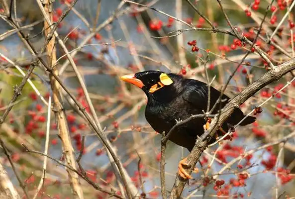 What did you eat? Tell me more about Brother Liu's breeding