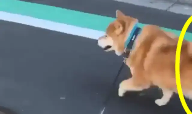 The pet found out about the dog's new role, and there were snacks out there