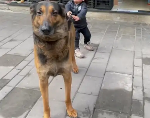 My daughter wanted to buy snacks at the supermarket and had to bring the dog in to pay her
