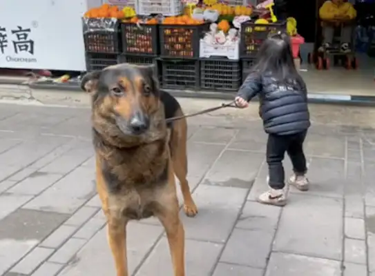 My daughter wanted to buy snacks at the supermarket and had to bring the dog in to pay her